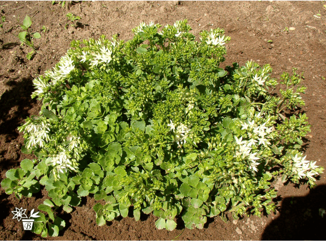 Sedum spurium   'Album'